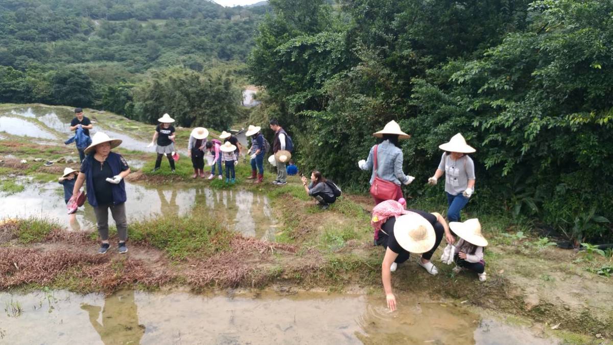 嵩山社區居民撿拾田螺供螢火蟲食用