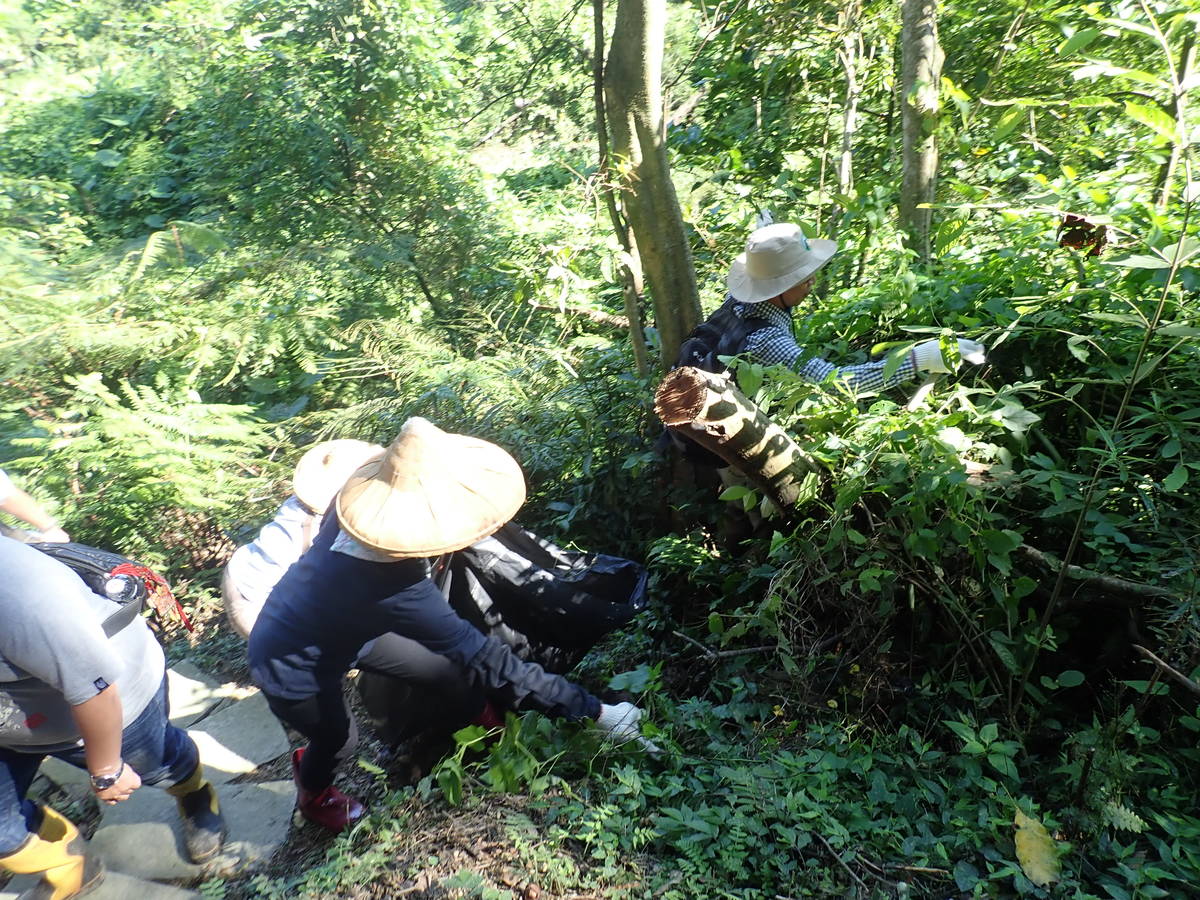 清除小花蔓澤蘭