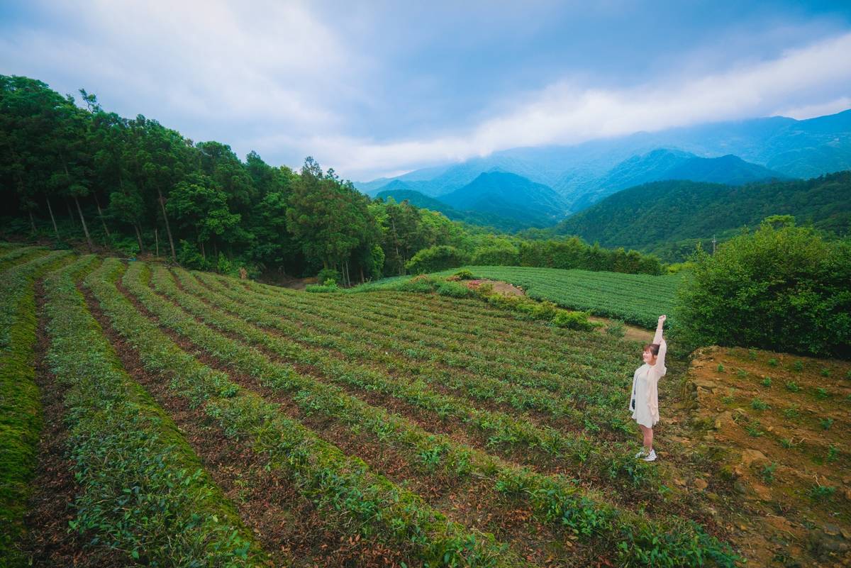 「坪林」茶香能量之旅中的坪林茶園