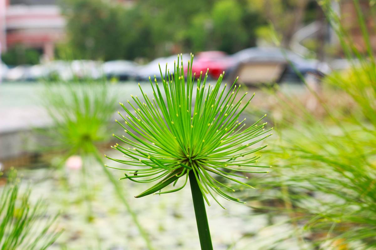 矮紙莎草為多年生挺水型草本植物。