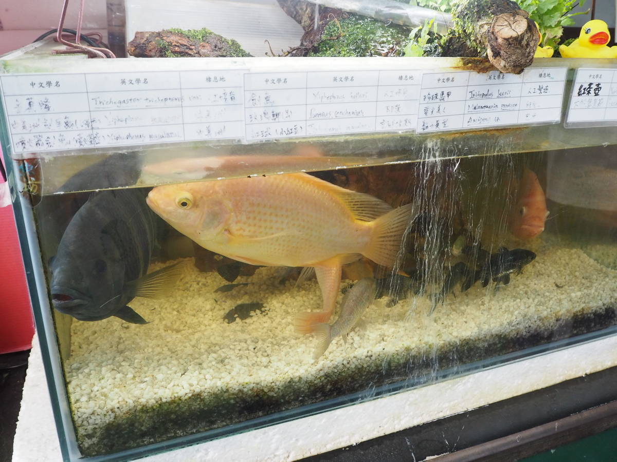 在「大葉物魚坊」採訪時，在水缸內互相追逐、濺出水花的吳郭魚