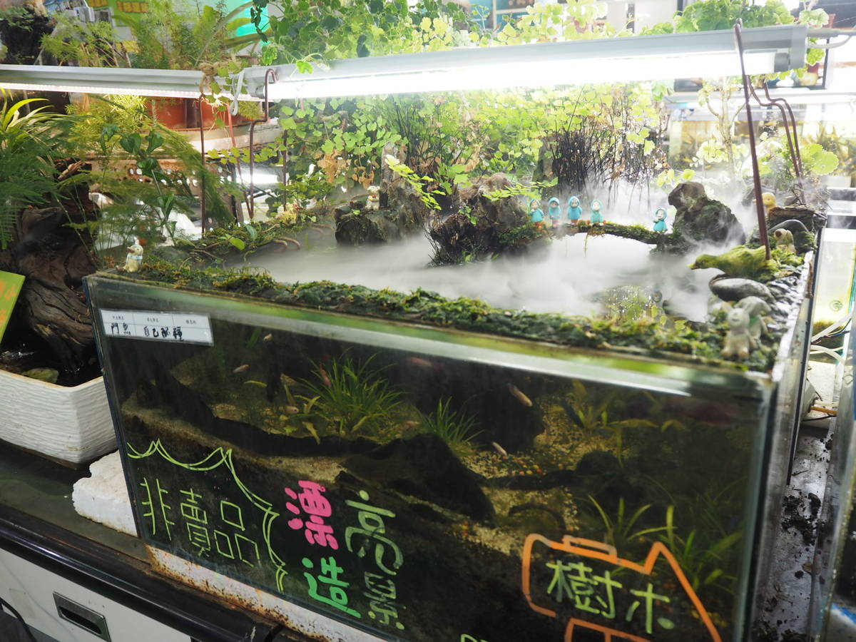 魚缸所養殖的魚數量，除了須考量魚缸大小及魚的體型外，還要注意動物生活的習性，結合植物景觀整體的生態觀念