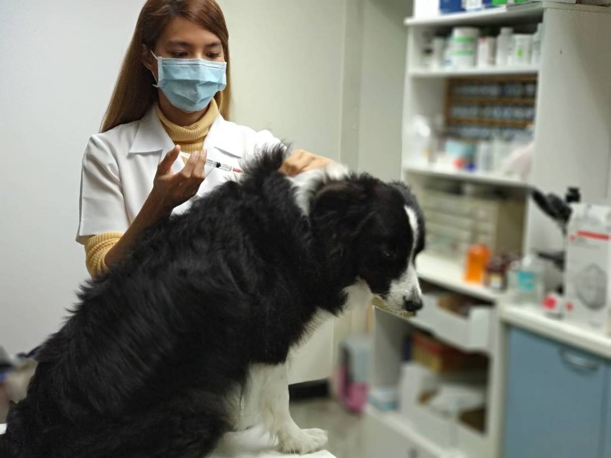 毛品樺獸醫為犬隻施打疫苗／圖由新北市動保處提供