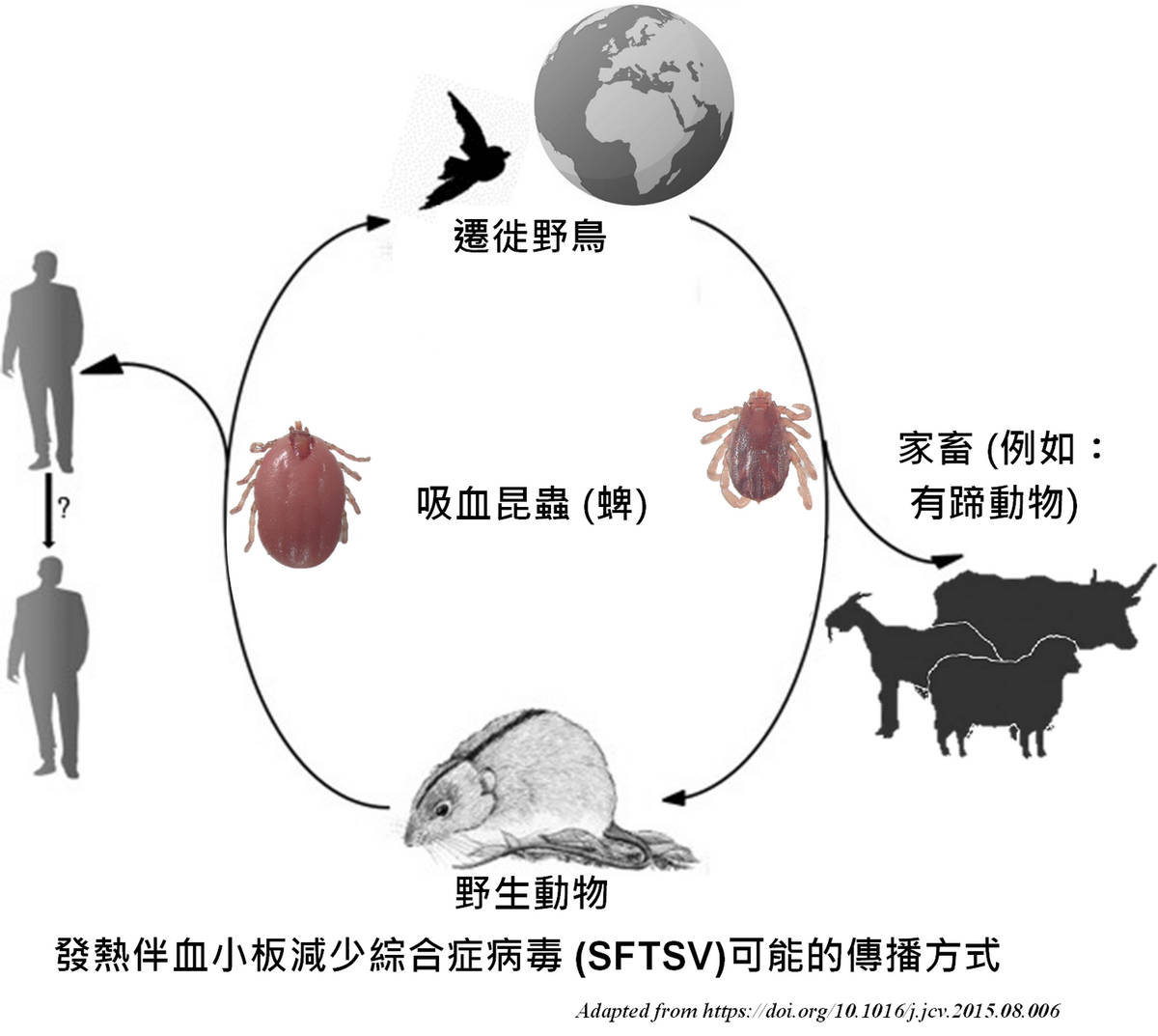 圖示SFTSV的傳播方式