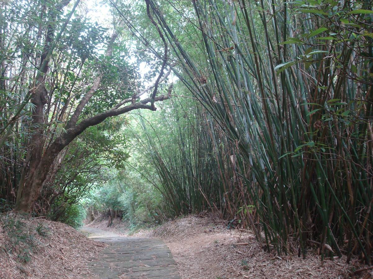 兩旁的竹林形成綠色隧道