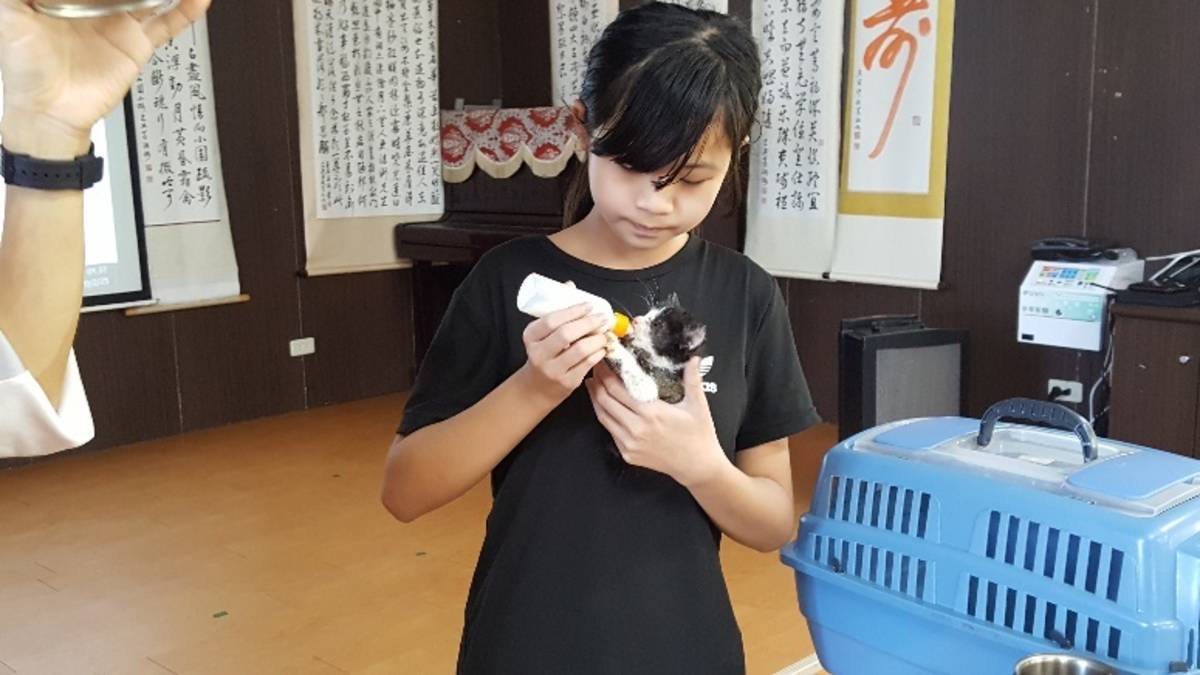 福隆國小學生實習如何以人工哺乳方式餵養小奶貓。