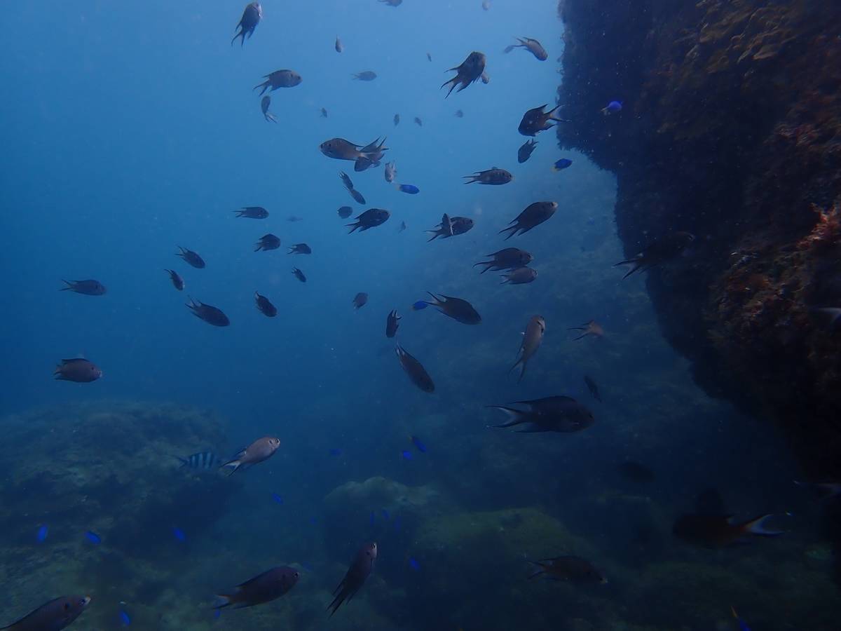 望海巷水底魚群.jpg