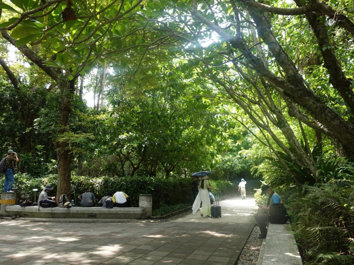 夏日午后在台北植物園樹蔭下悠閒乘涼的民眾。(農委會林試所提供)