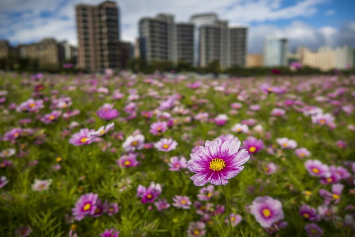 美堤河濱公園上萬平方公尺的波斯菊花海