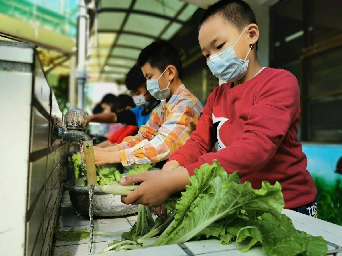 新成國小的學生清洗自己栽種的白菜（圖片來源：臺中市教育局）