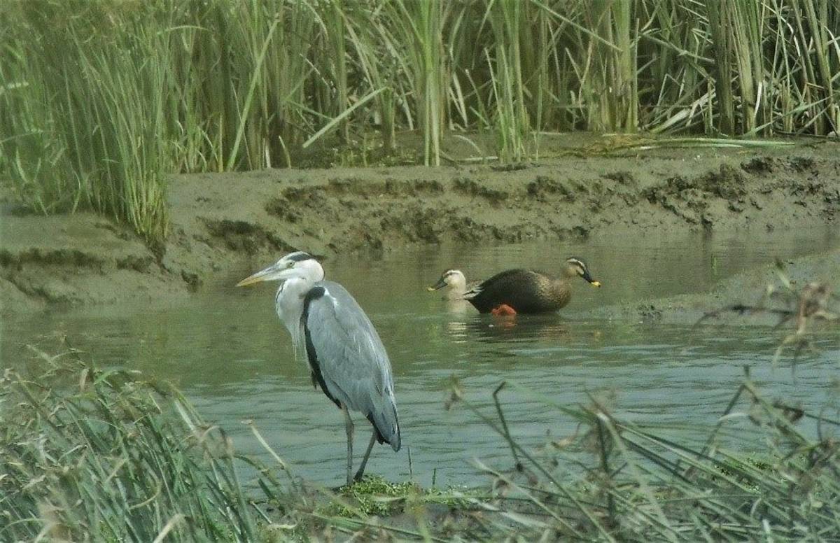 華江雁鴨自然公園內的蒼鷺和花嘴鴨