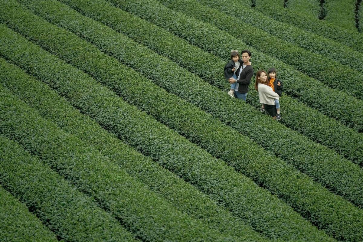 來坪林茶園拍廣告美照