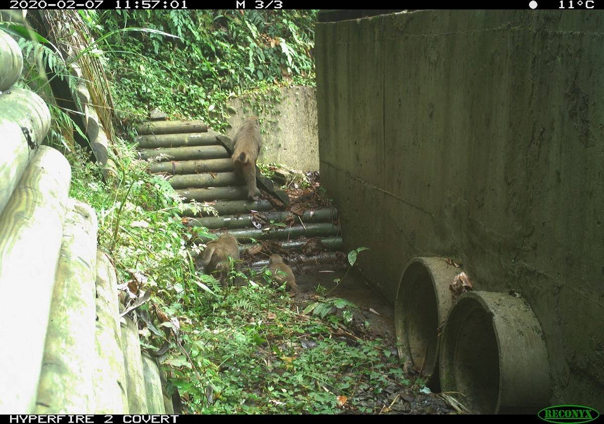 臺灣獼猴於大鹿林道旁沉砂池內飲水嬉戲的照片