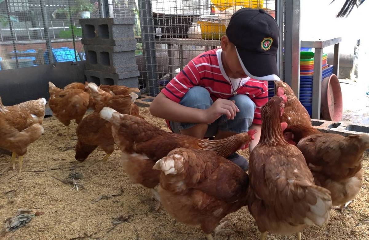 吉慶國小-廚餘養蟲，蟲餵雞-孩子與雞溫暖的對話(資料照)。