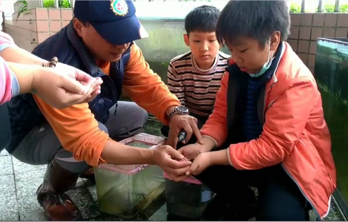 魚遊吉慶到家鄉-我們都是復育原生溪魚的高手(資料照) 。
