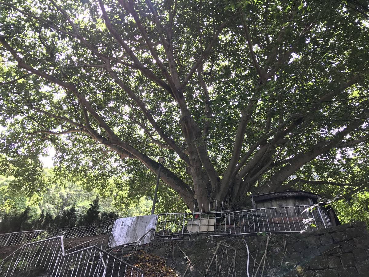 三清宮的雀榕老樹是棵需五、六個成人合抱的百年老樹