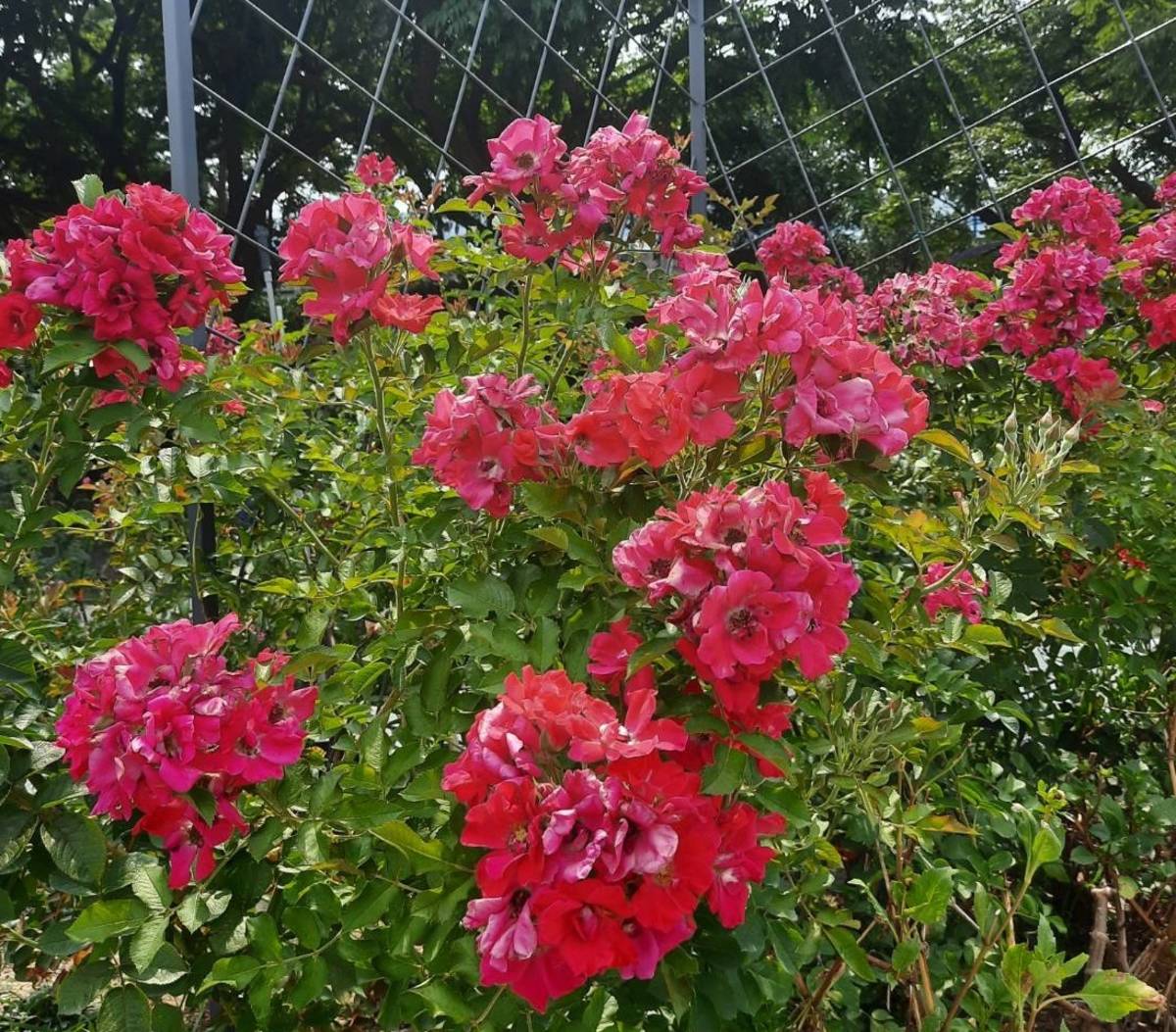 紅色的蔓性玫瑰「琳達坎貝爾」在炎熱的天氣時依然茂密