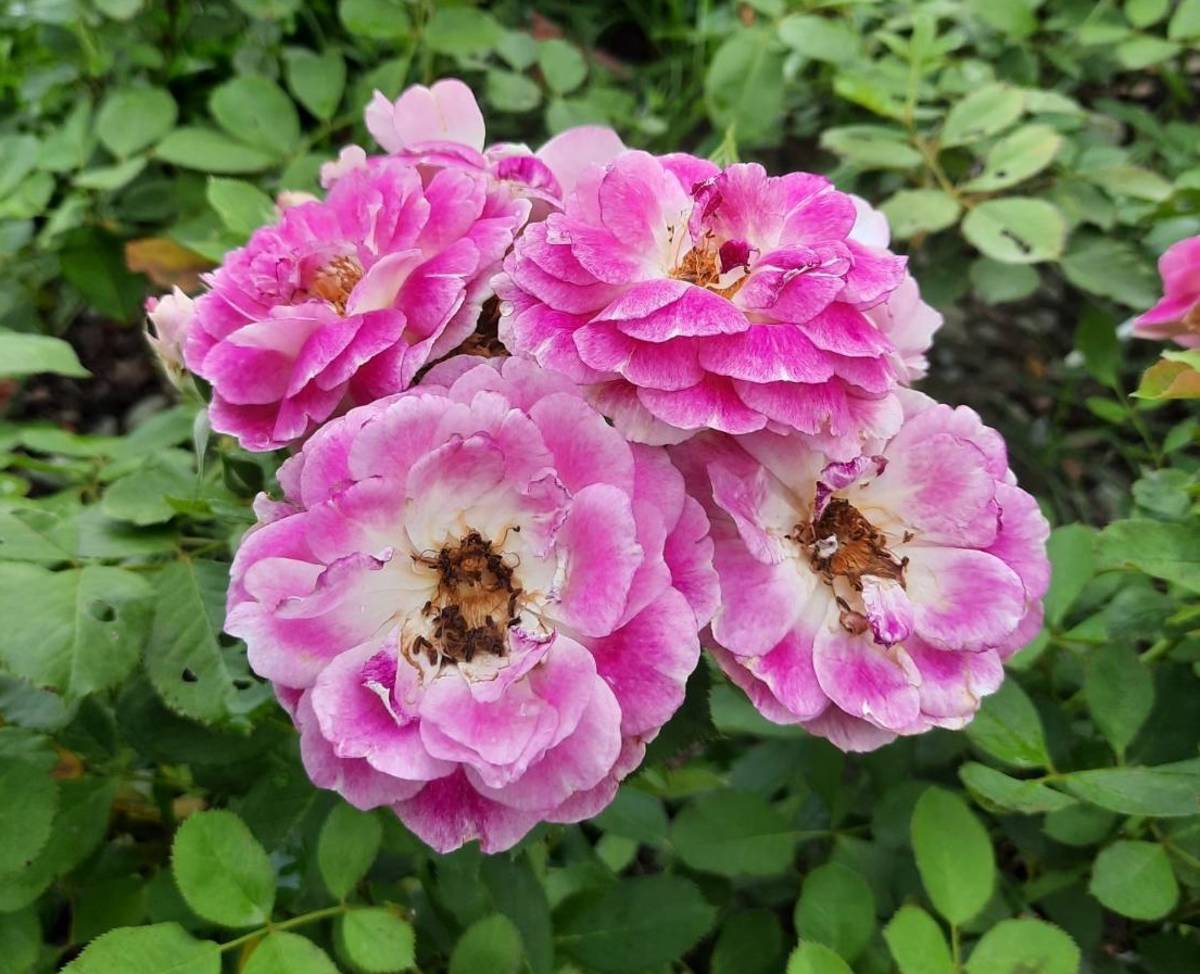 複色玫瑰奧菲歐擁有獨特外型及香氣，營造出與眾不同的特色。