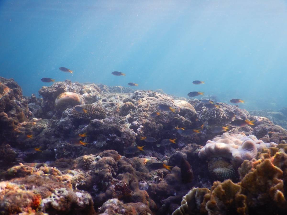 富山海域多樣性珊瑚礁棲地孕育豐富的漁業資源。