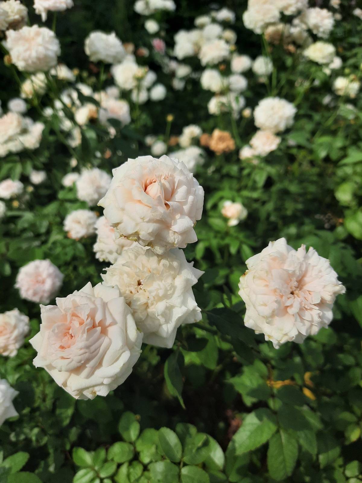 圖4濃郁香氣的「粉妝樓」，在烈日下花朵顯得小巧白皙，是中國最古老的玫瑰品種。
