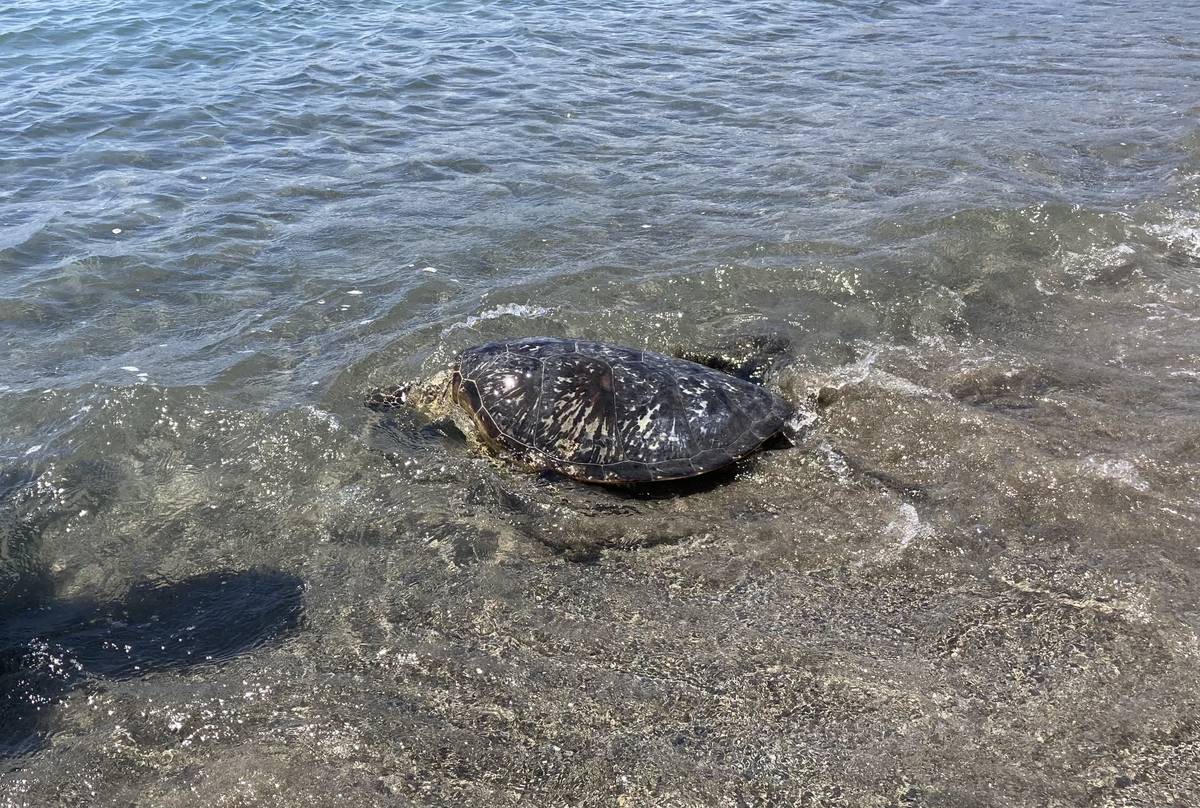 海龜野放