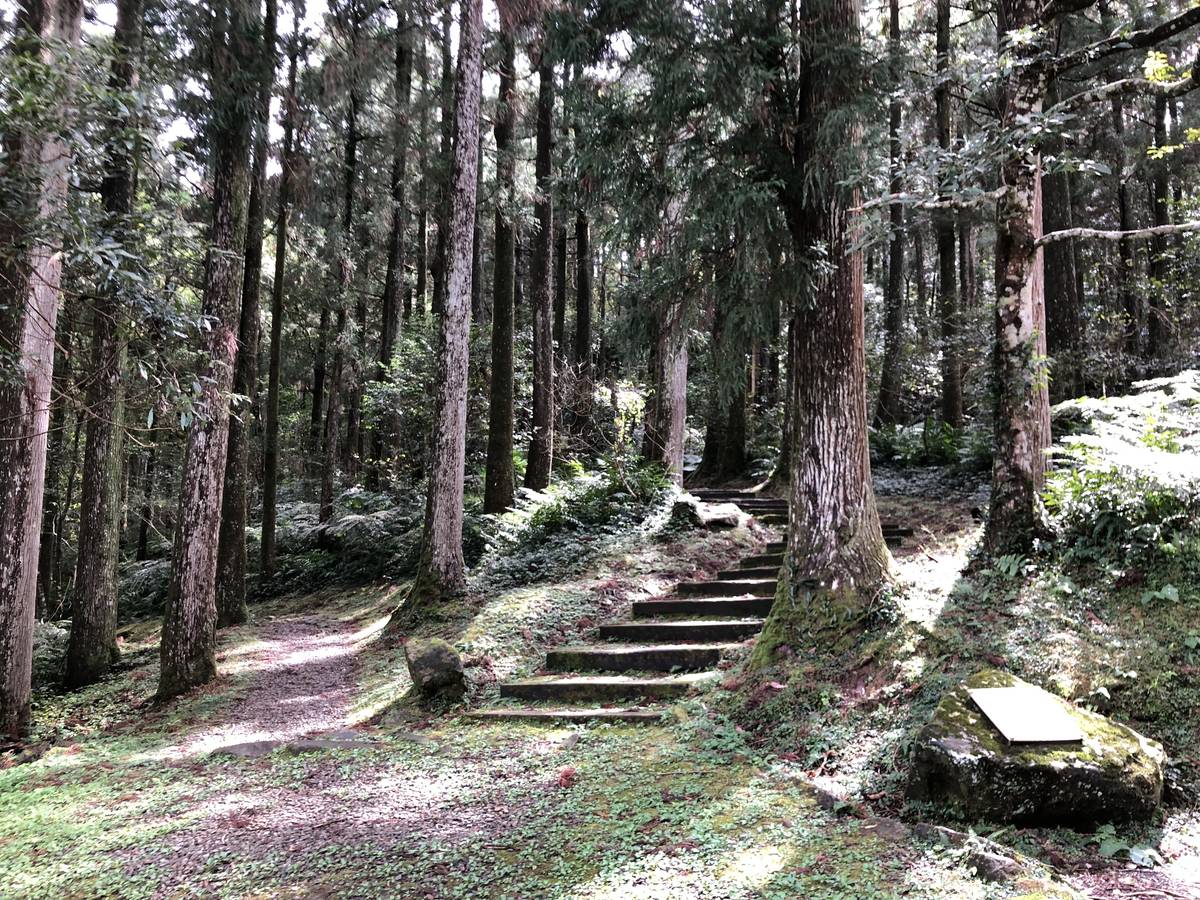 東眼山國家森林遊樂區步道。(林務局提供)