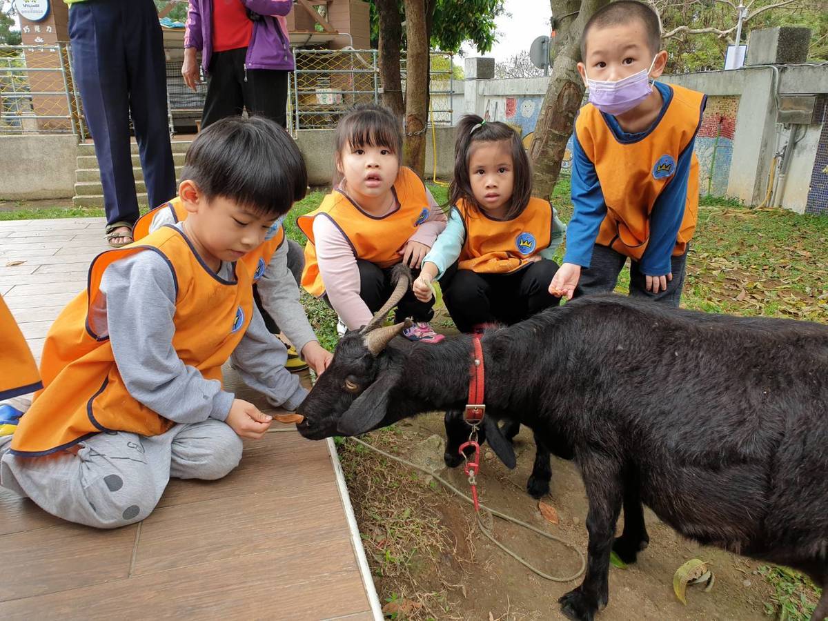 文化國小以校羊放牧取代傳統割草，並將其排泄物製成天然肥料