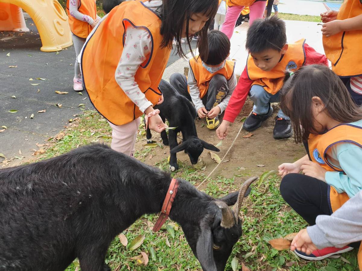 文化國小以校羊放牧取代傳統割草，並將其排泄物製成天然肥料