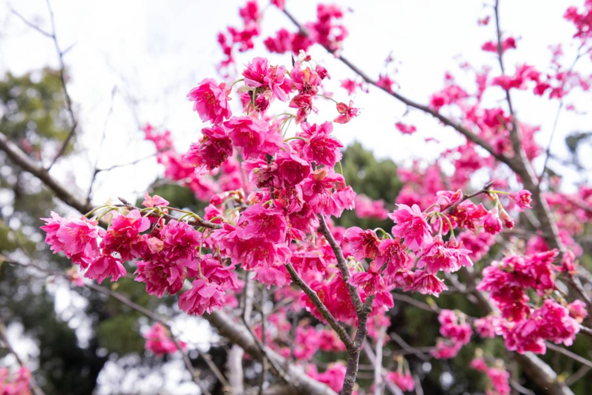 陽明山花季登場，八重櫻盛開中