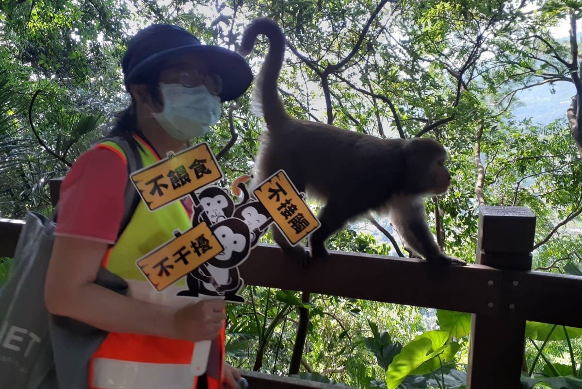 中華民國自然步道協會講師說明如何與臺灣獼猴相處