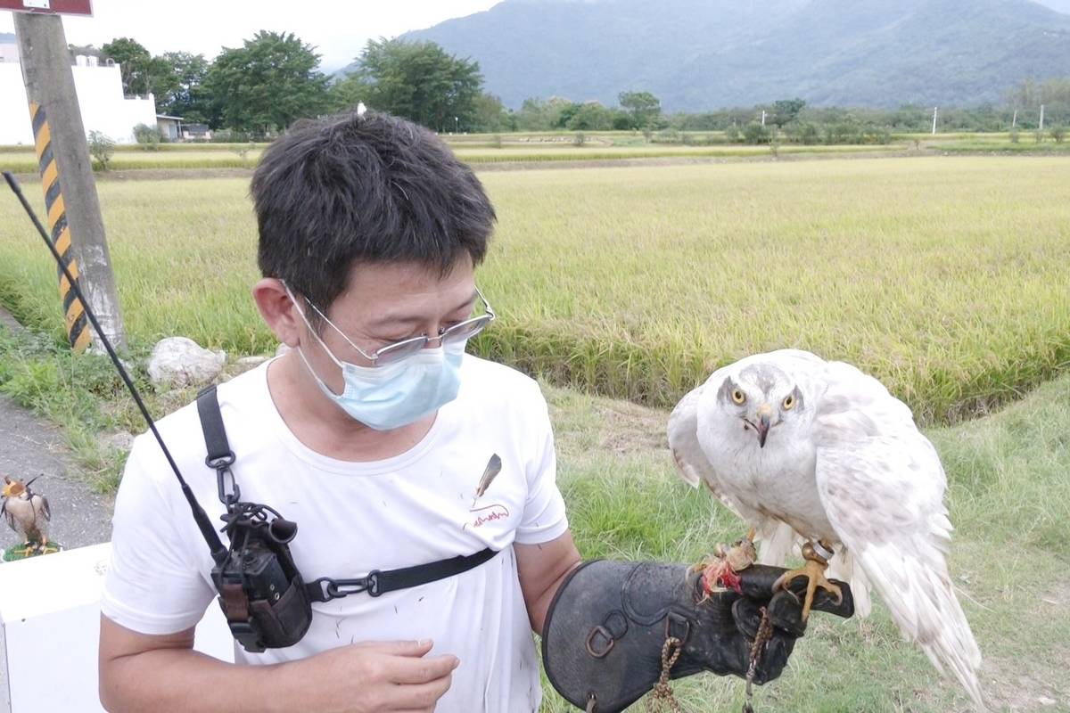 為避免鳥類在插秧與收割期間損害稻田，池上多位青農與生態顧問公司合作，找來陳勇如馴鷹師，利用合法飼養的猛禽在田間驅鳥。