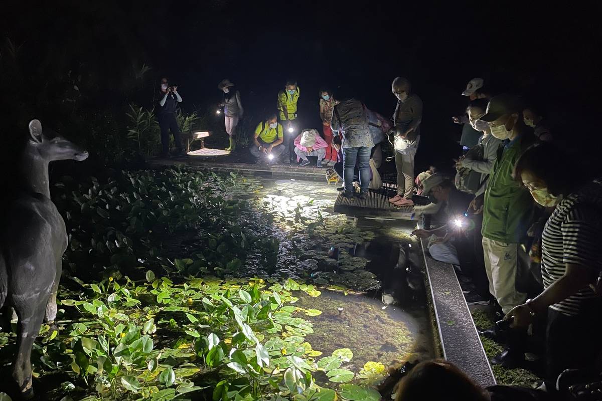 臺東林區管理處將自29日起，重磅推出「夜探知本」森林夜觀活動。