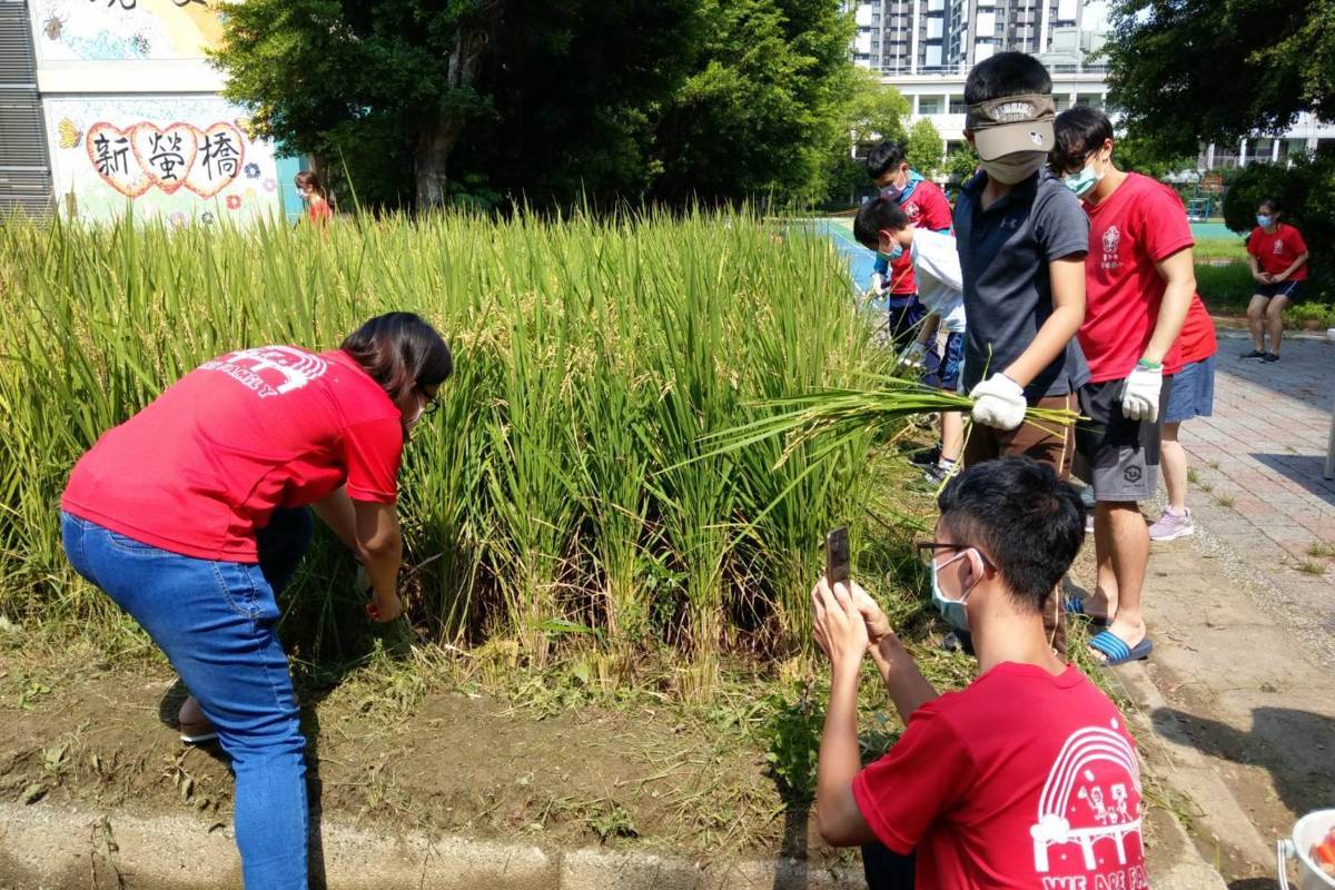 螢橋國小親師生歡慶水稻大豐收