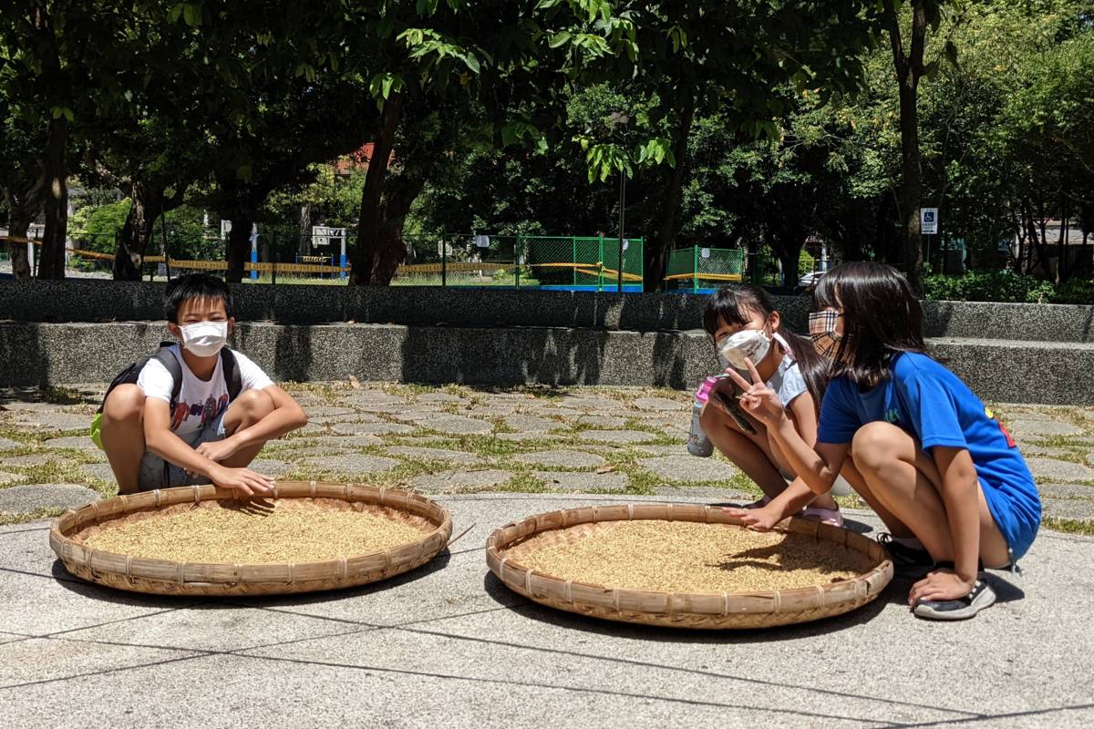 蕭辰浩同學(左)表示，收割後的稻榖還要經過曬乾，才能做成香噴噴的米飯
