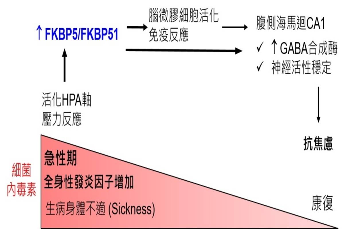 FKBP5基因與抗焦慮之機轉 (陽明交大提供)