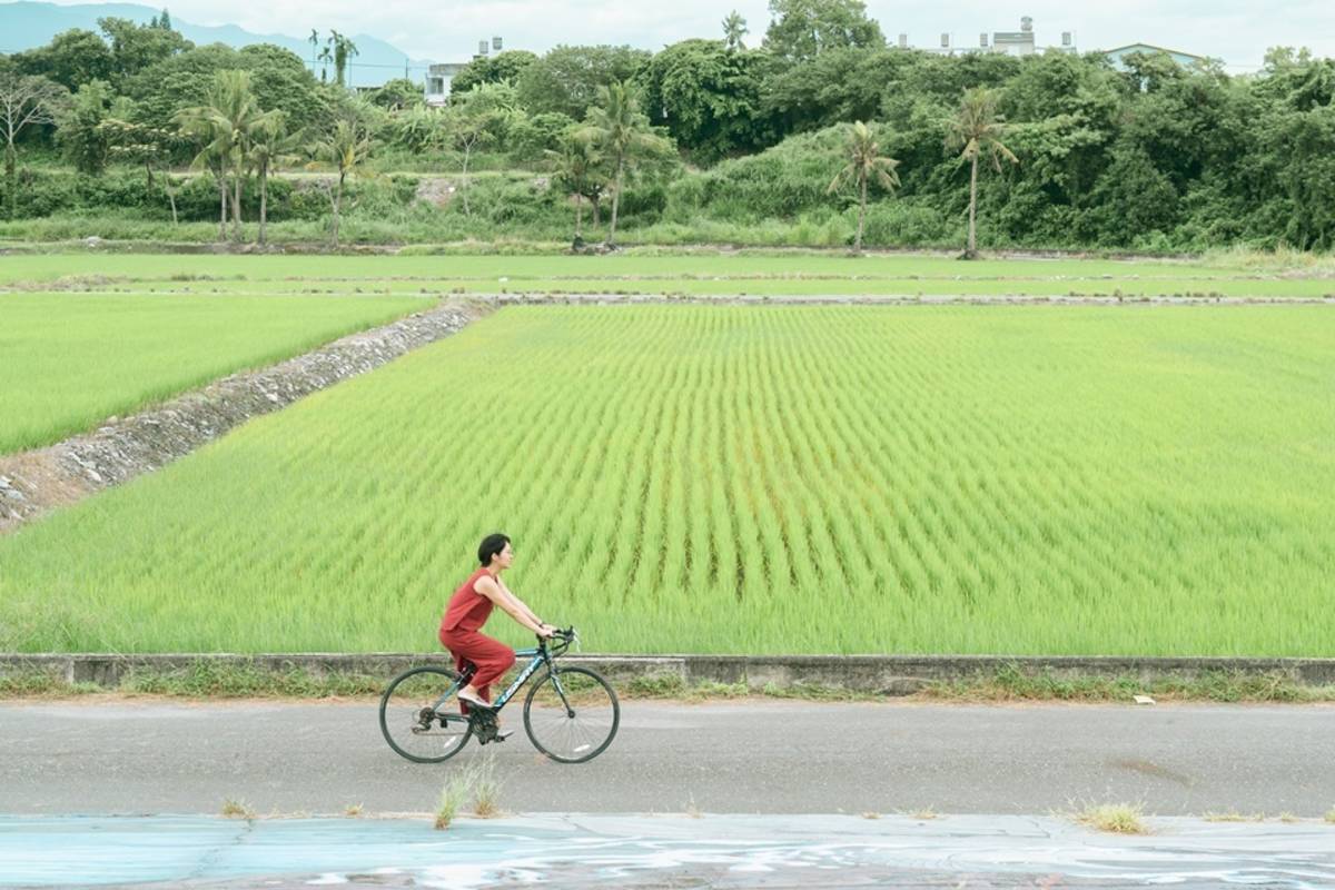 鐵馬悠遊巴拉雅拜稻田海。