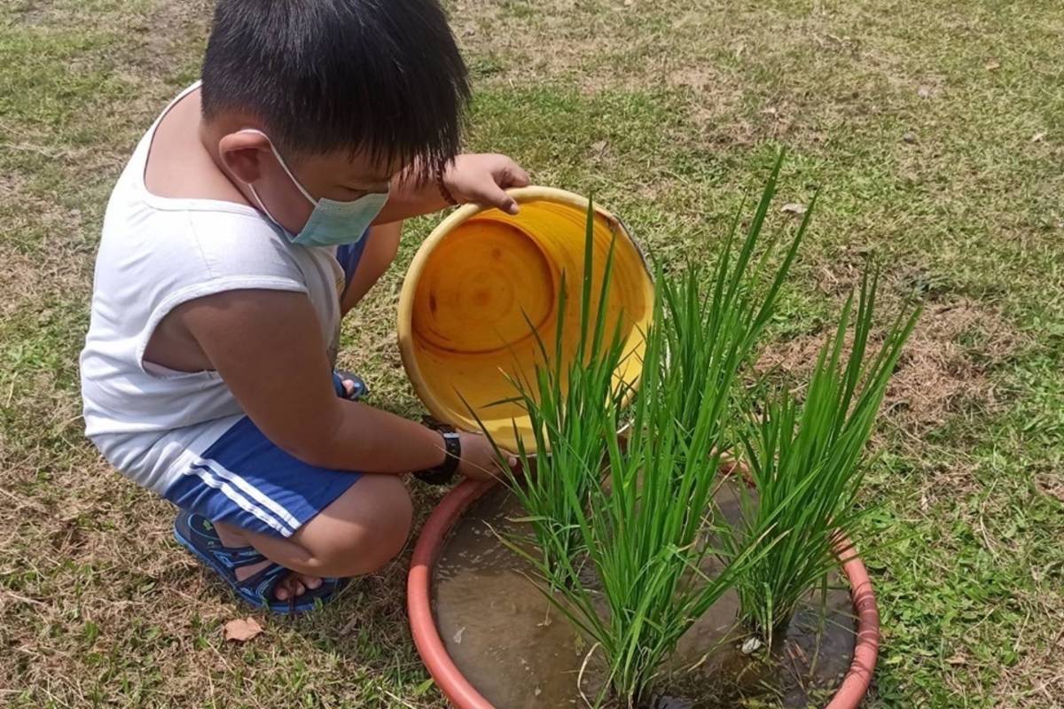 臺東寶桑國小申請農糧署「食米學園」計畫，在校園種稻，紀錄稻米成長到收割的過程，也學習如何選購好米，挑戰製作米食創意料理，從農田到餐桌，向下紮根食米教育