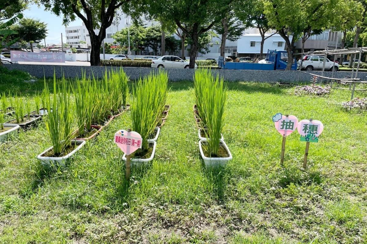 臺東寶桑國小申請農糧署「食米學園」計畫，在校園種稻，紀錄稻米成長到收割的過程，也學習如何選購好米，挑戰製作米食創意料理，從農田到餐桌，向下紮根食米教育