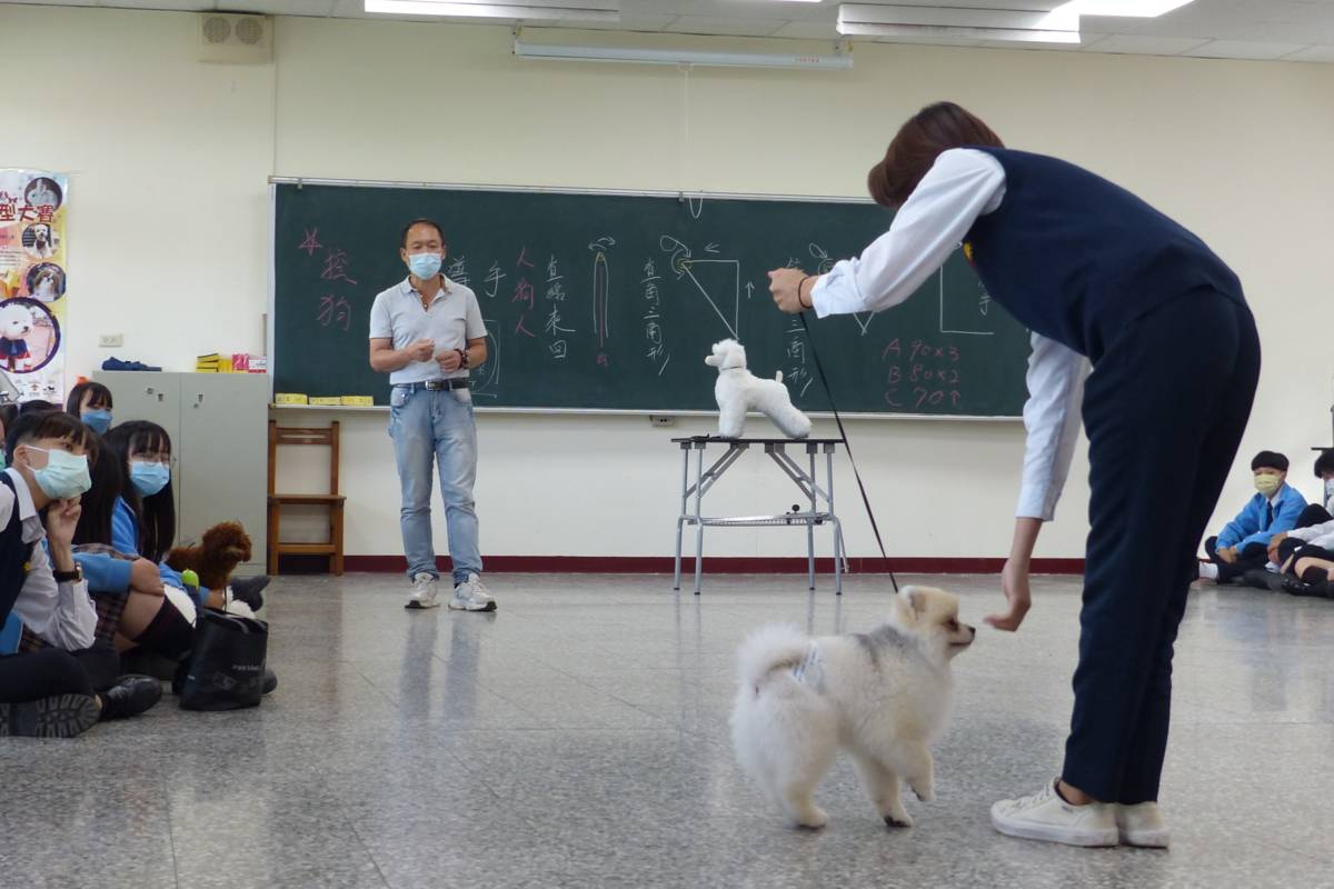 學生透過訓練手課程學習如何讓狗兒穩穩地走直線和轉彎