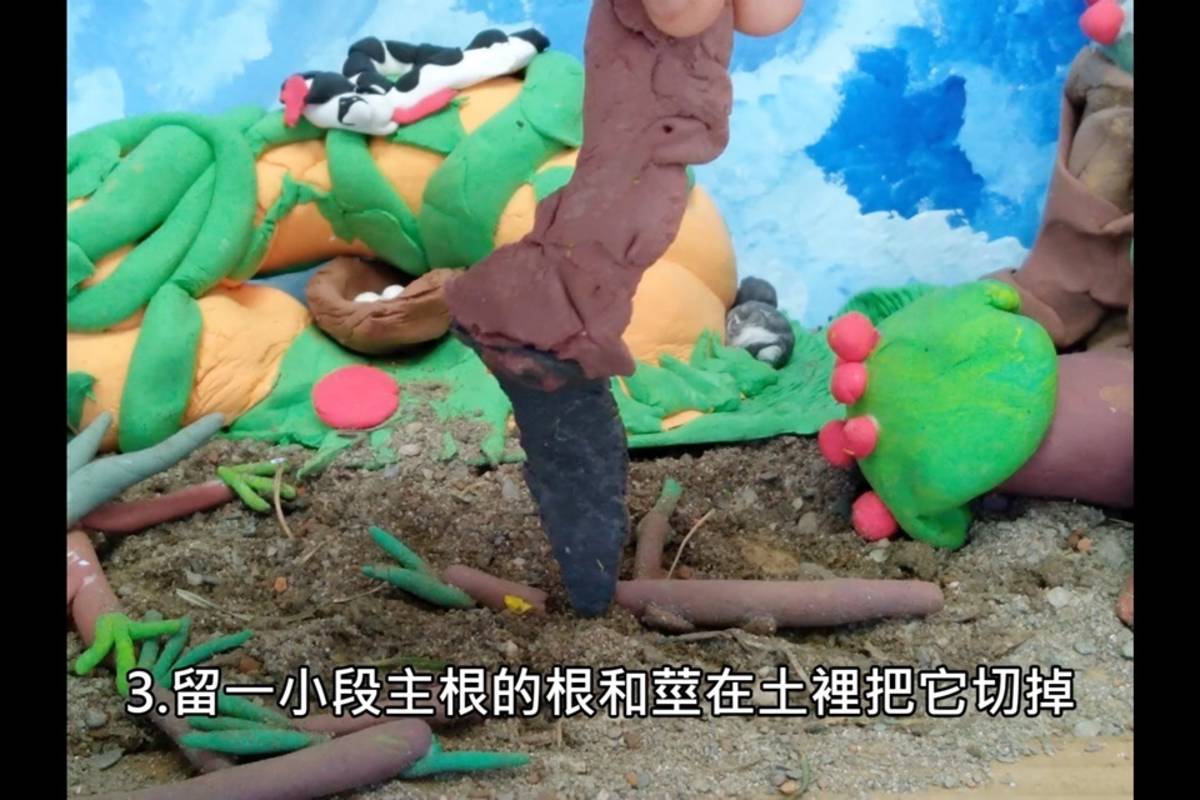 桃源國小以嬰兒祭發展統整課程，四年級學童從採集開始學習製作石菖蒲項鍊，並將學習歷程轉化成精彩的逐格動畫，分享製作過程。(翻攝自桃源國小《項鍊的祝福》動畫)