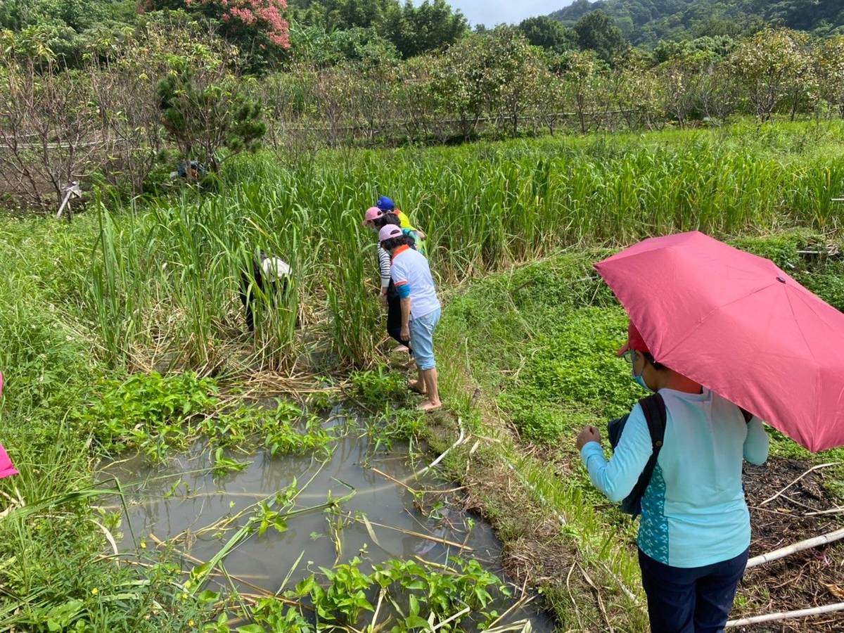 民眾在北投湖山社區體驗採茭白筍