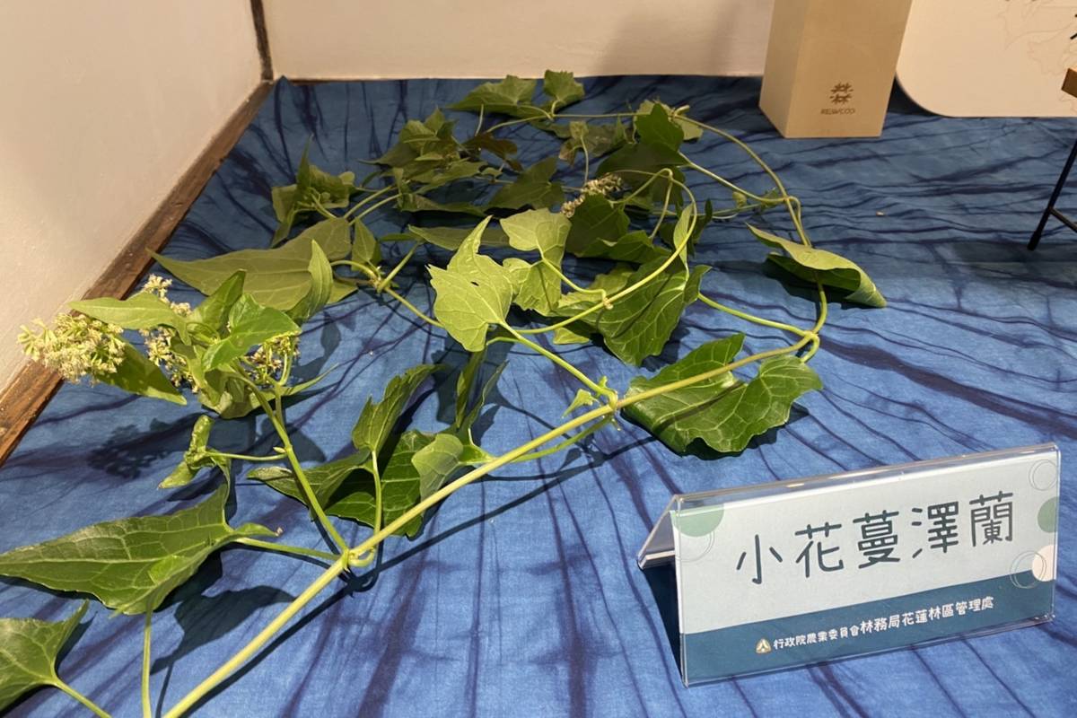 小花蔓澤蘭為外來種入侵植物，生長速度過快，影響在地生態發展。