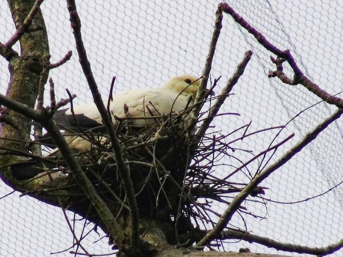 動物園鳥園區外圍設有防護網籠包覆，能有效防止野鳥進入