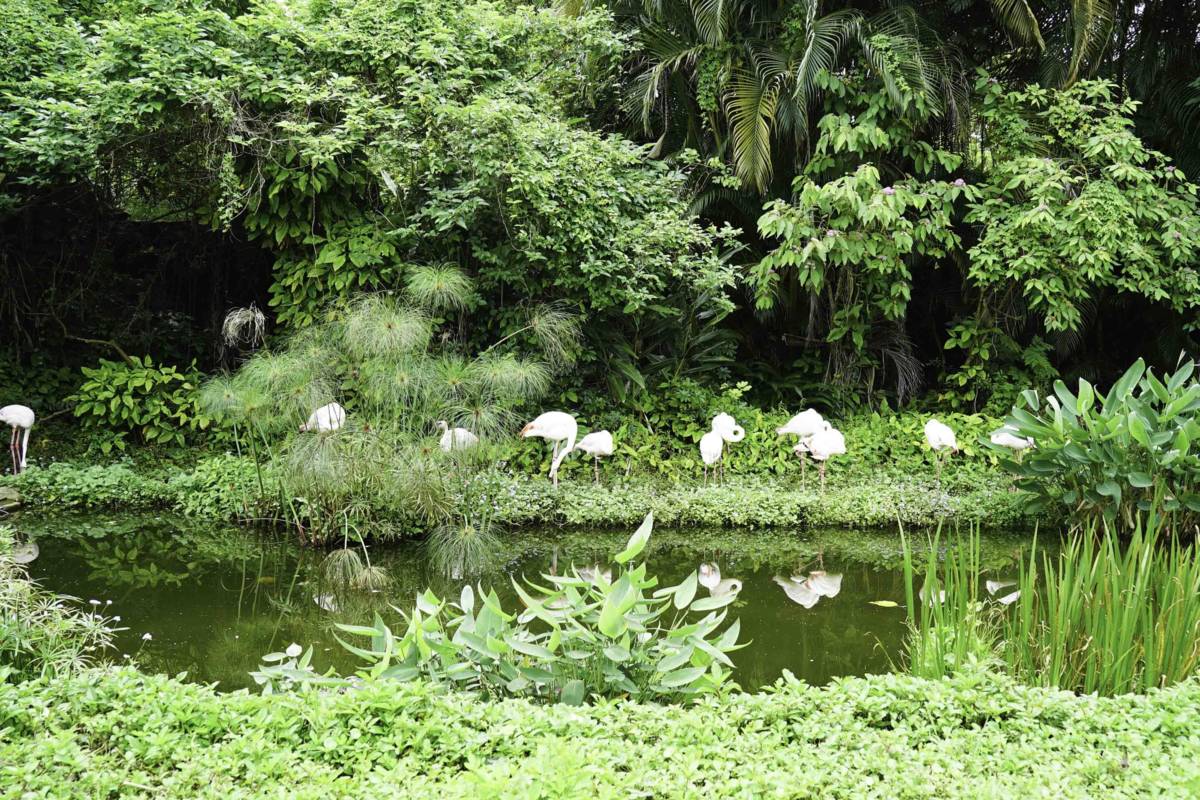 北市動物園防範禽流感，紅鶴池目前公告停展中