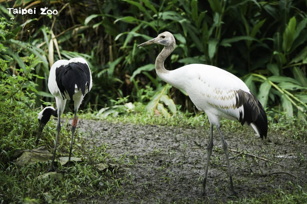 去年6月底在臺北市立動物園誕生的丹頂鶴寶寶「哩鶴」，轉眼間已經接近成鳥的體型