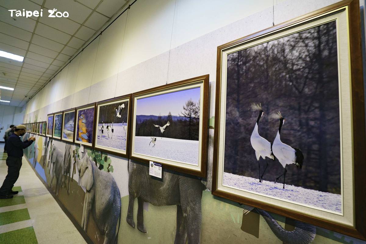 群英飛羽世界野鳥攝影聯展特別規劃「世界鶴」展區