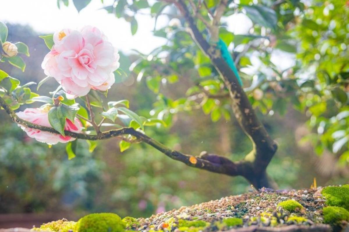 2023臺北茶花展展期到1/15