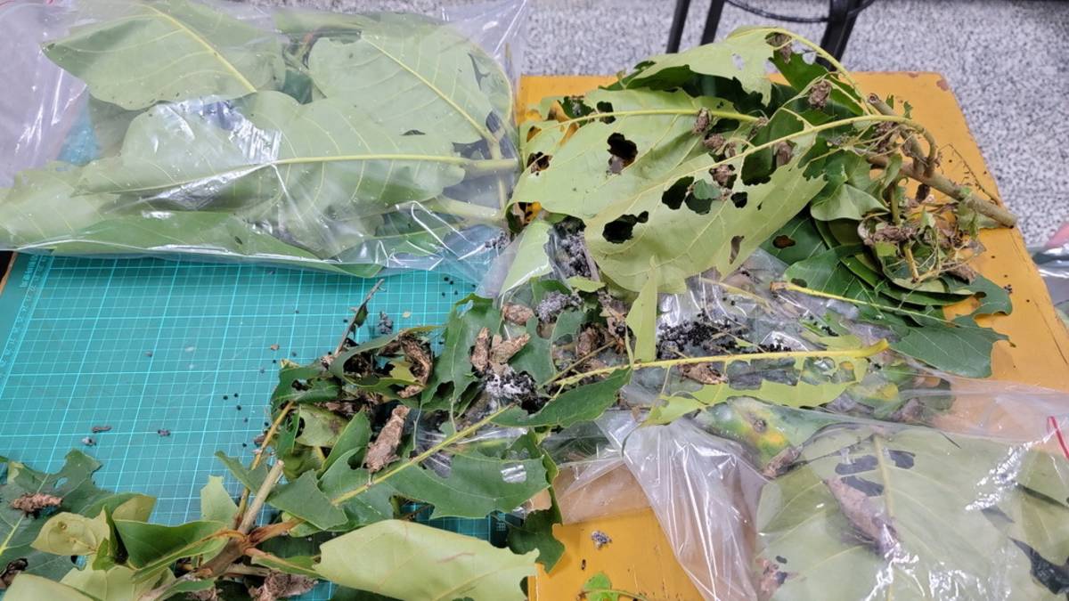 科展期間同學們每隔2天就要幫避債蛾整理環境，清除大便。