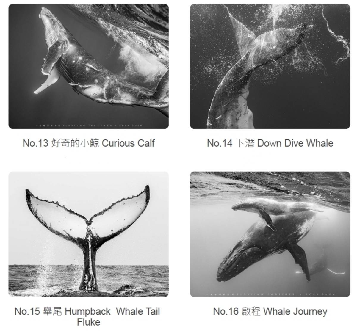 展出的攝影作品以黑白影像呈現，透過光影凸顯大翅鯨型態之美。