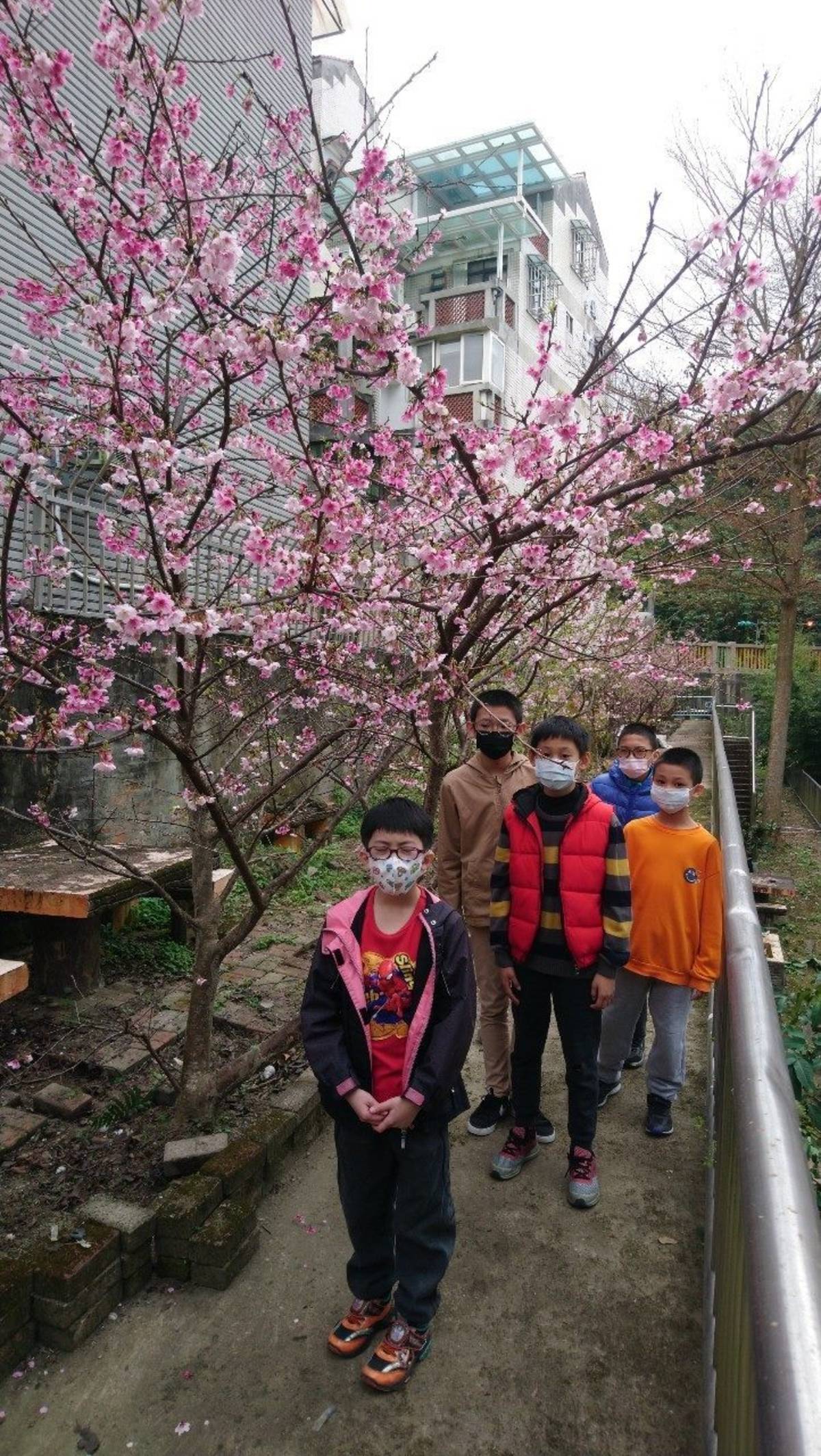 辛亥國小每年嫁接櫻花後種在校園角落，櫻花長得非常健壯並且開出美麗的花朵